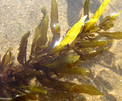 Anthophycus
