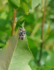 Peritelus sphaeroides