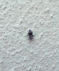 Capsodes sulcatus