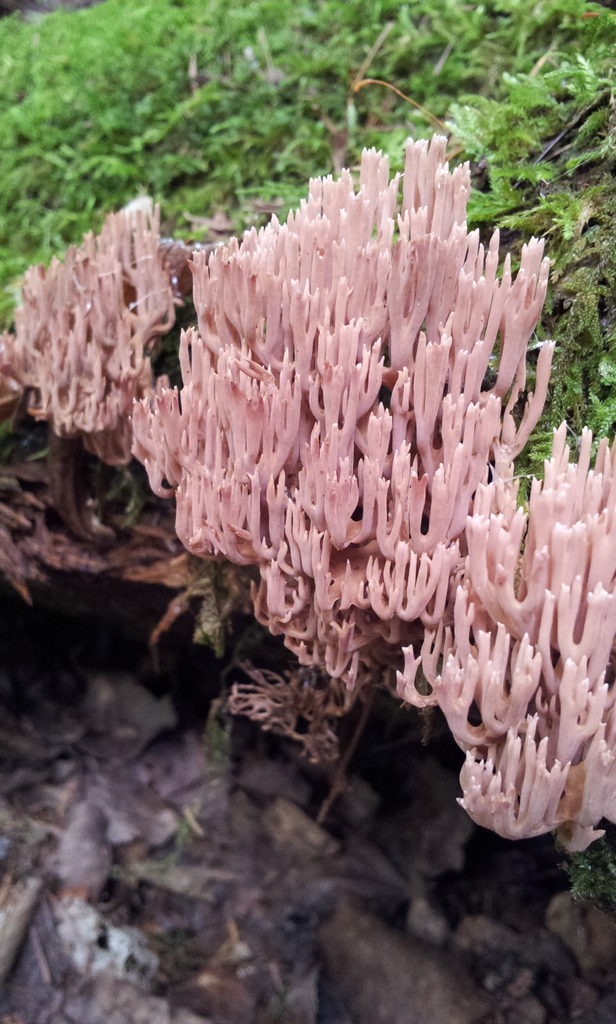 Gomphales from Essex County, USNY, US on July 21, 2013 at 1152 AM by