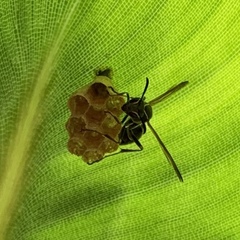 Mischocyttarus pallidipectus