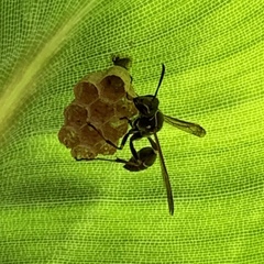 Mischocyttarus pallidipectus