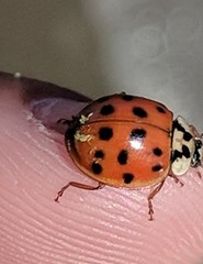 Hesperomyces virescens