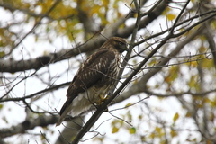 Buteo platypterus