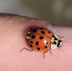 Hesperomyces virescens