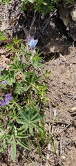 Lupinus arcticus