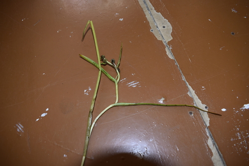 Northern Bur-reed (Sparganium hyperboreum)