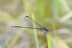 Argia frequentula