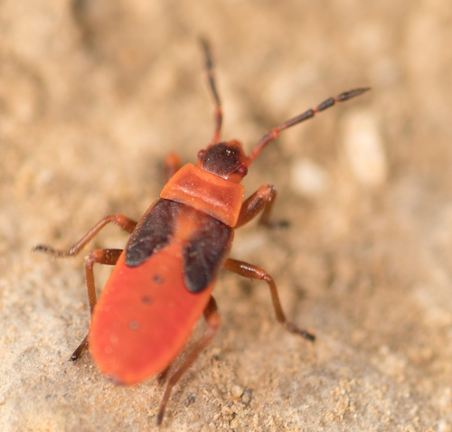 Scantius aegyptius
