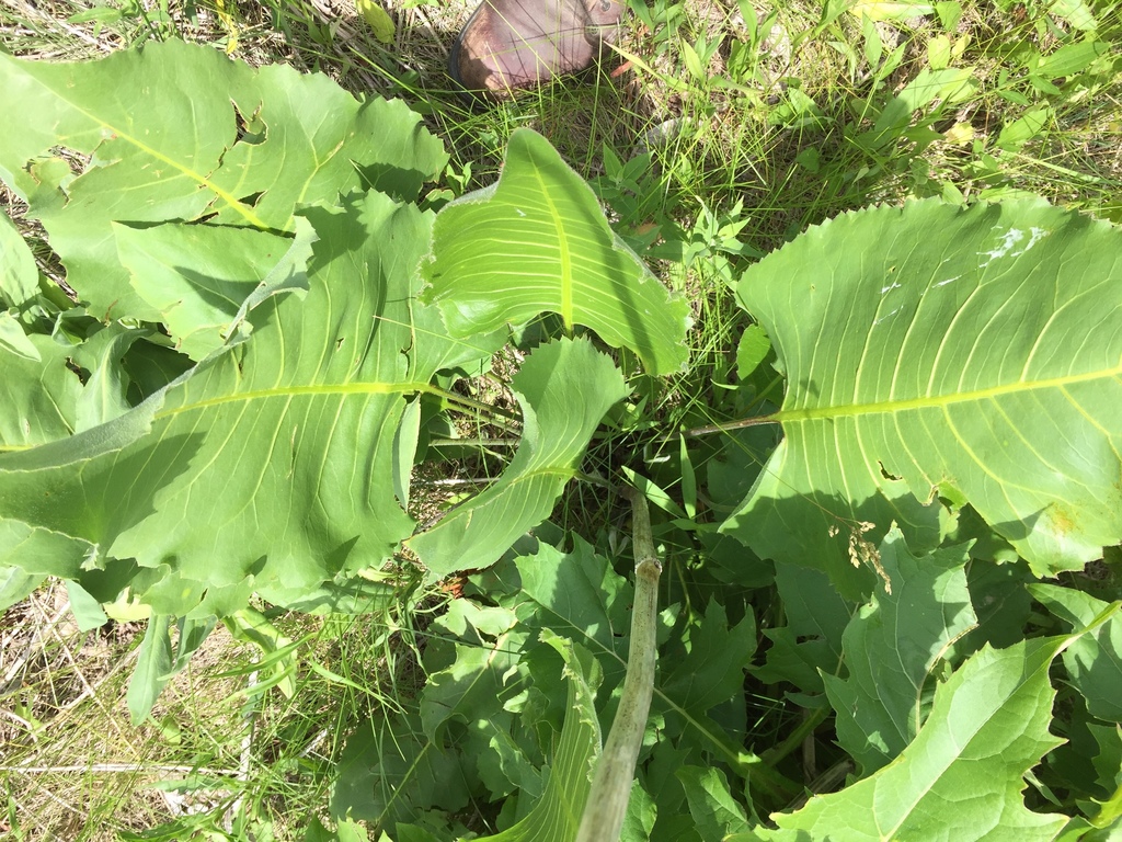 prairie dock from 1919 W Lincoln Ave, Olivia, MN, US on June 18, 2019