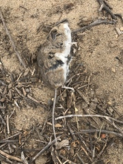 Peromyscus gambelii