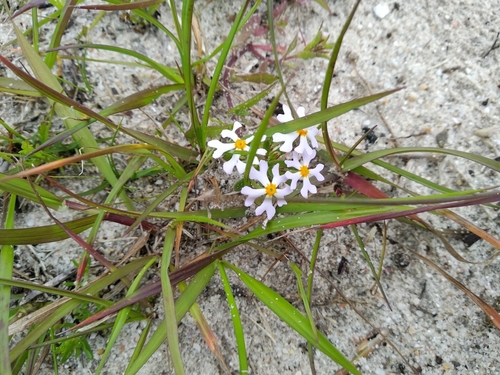Image of Zaluzianskya villosa by (c) De Waal Hugo, some rights reserved (CC BY)
