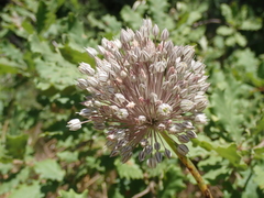 Allium polyanthum
