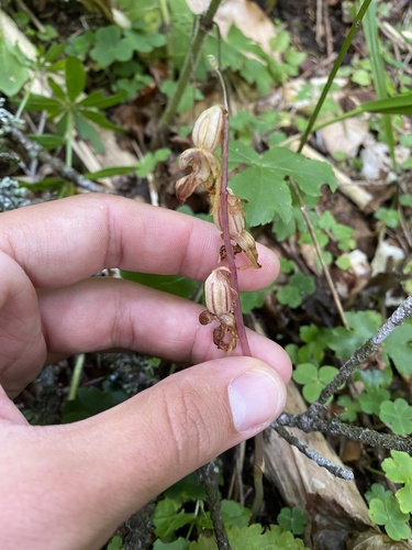 Image of Epipogium aphyllum by (c) Илья Руденко, some rights reserved (CC BY)