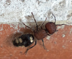 Mutilla quinquemaculata