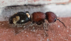 Mutilla quinquemaculata