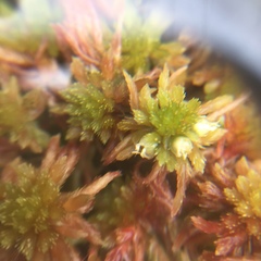 Sphagnum subnitens