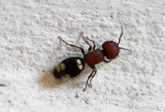 Mutilla quinquemaculata