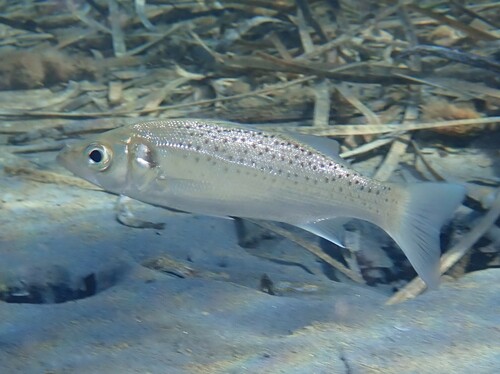 Spotted seabass (Dicentrarchus punctatus) — Moronidae — 4