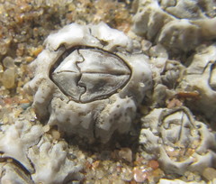 Chthamalus dentatus