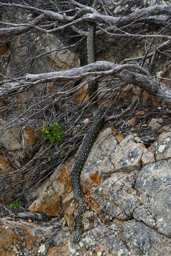 Diamond Python sighting