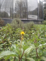 Acmella oppositifolia