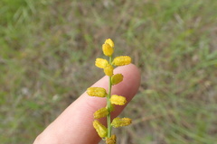 Aletris aurea