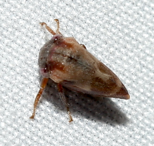 Cyrtolobus fuscipennis photo 2