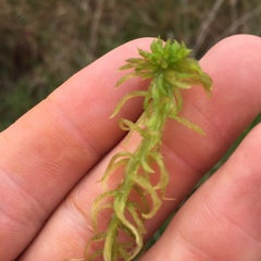Sphagnum cuspidatum