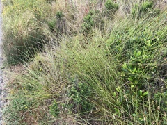 Carex subbracteata