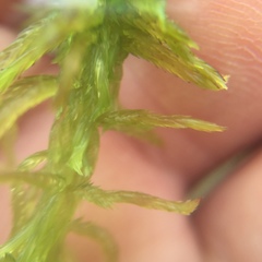 Sphagnum cuspidatum