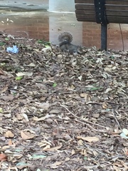 Sciurus carolinensis