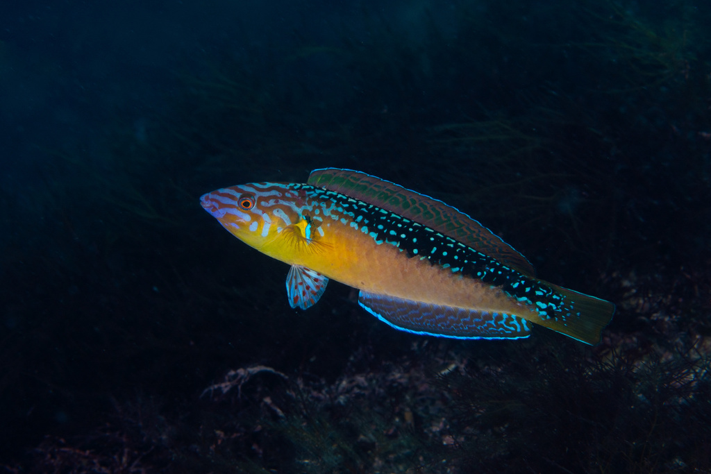 Paradise Pencil Wrasse