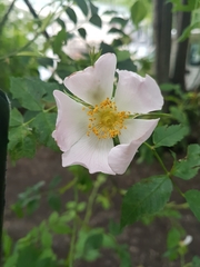 Rosa canina