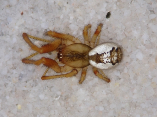 Representative image of Anelosimus pulchellus