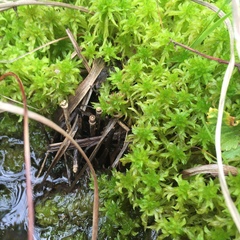Sphagnum cuspidatum