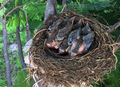 Turdus rufopalliatus