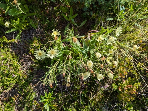 Image of Chicory-Leaved Hawkweed (Schlagintweitia intybacea) by (c) Nick Kleinschmidt, some rights reserved (CC BY)