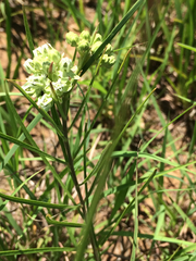 Asclepias stenophylla