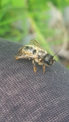 Osmia bicornis