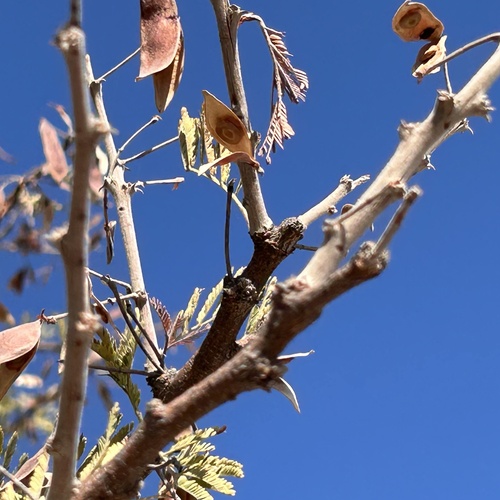 Image of Vachellia luederitzii by no rights reserved