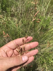 Fimbristylis caroliniana