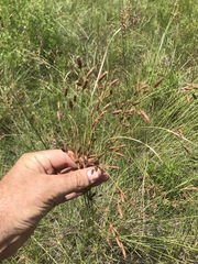 Fimbristylis caroliniana