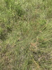 Fimbristylis caroliniana