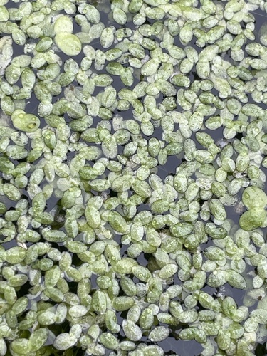 Image of Lemna minuta by (c) Henry Miller, some rights reserved (CC BY)