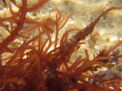 Hypnea