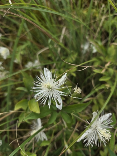 Clematis parviloba, photograph 6