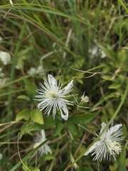 Clematis parviloba, photograph jimmy, CC BY, iNaturalist via GBIF