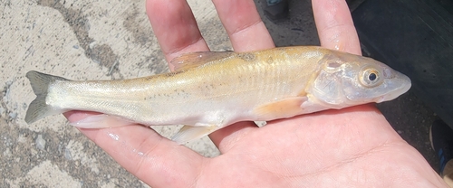 Naked carp (Schizopygopsis pylzovi) — Cyprinidae