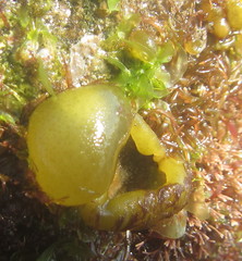 Leathesia marina